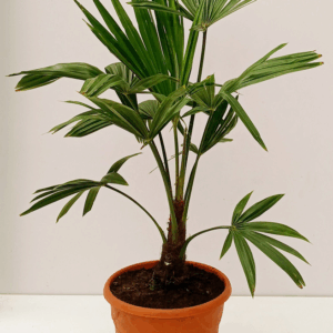 Trachycarpus fortunei