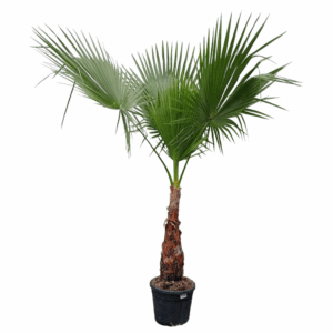 Washingtonia filifera