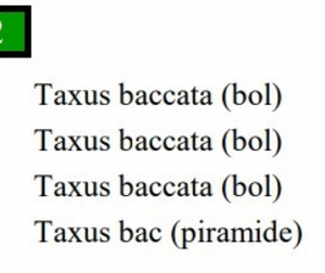Taxus mix cc 2