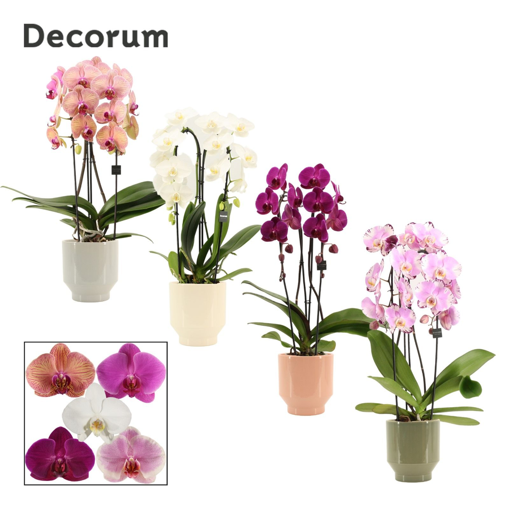 Phalaenopsis cascade 2 tak mix in Pato (Deco colle.