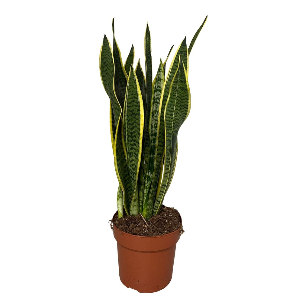 Sansevieria Laurentii.