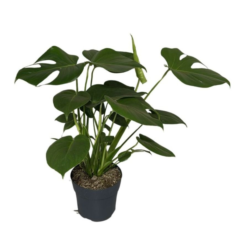 Monstera Deliciosa Bush.