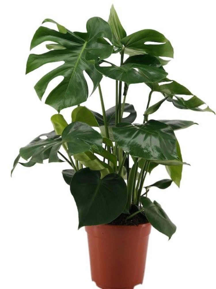 Monstera Delisoca.