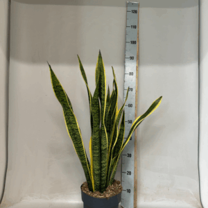 Sansevieria Laurentii