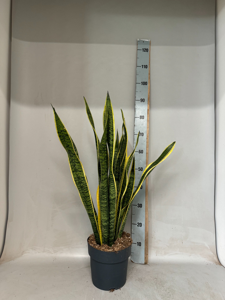 Sansevieria Laurentii.