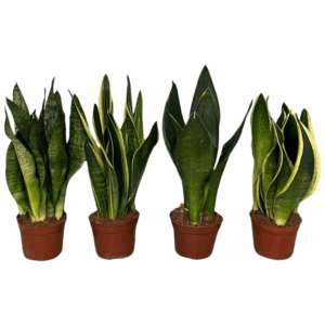 Sansevieria mix 9 cm 2pp 4 soorten