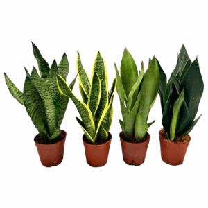Sansevieria mix 3pp 3-4 soorten