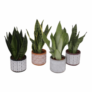 Sansevieria mix in mayapot 4 kleuren