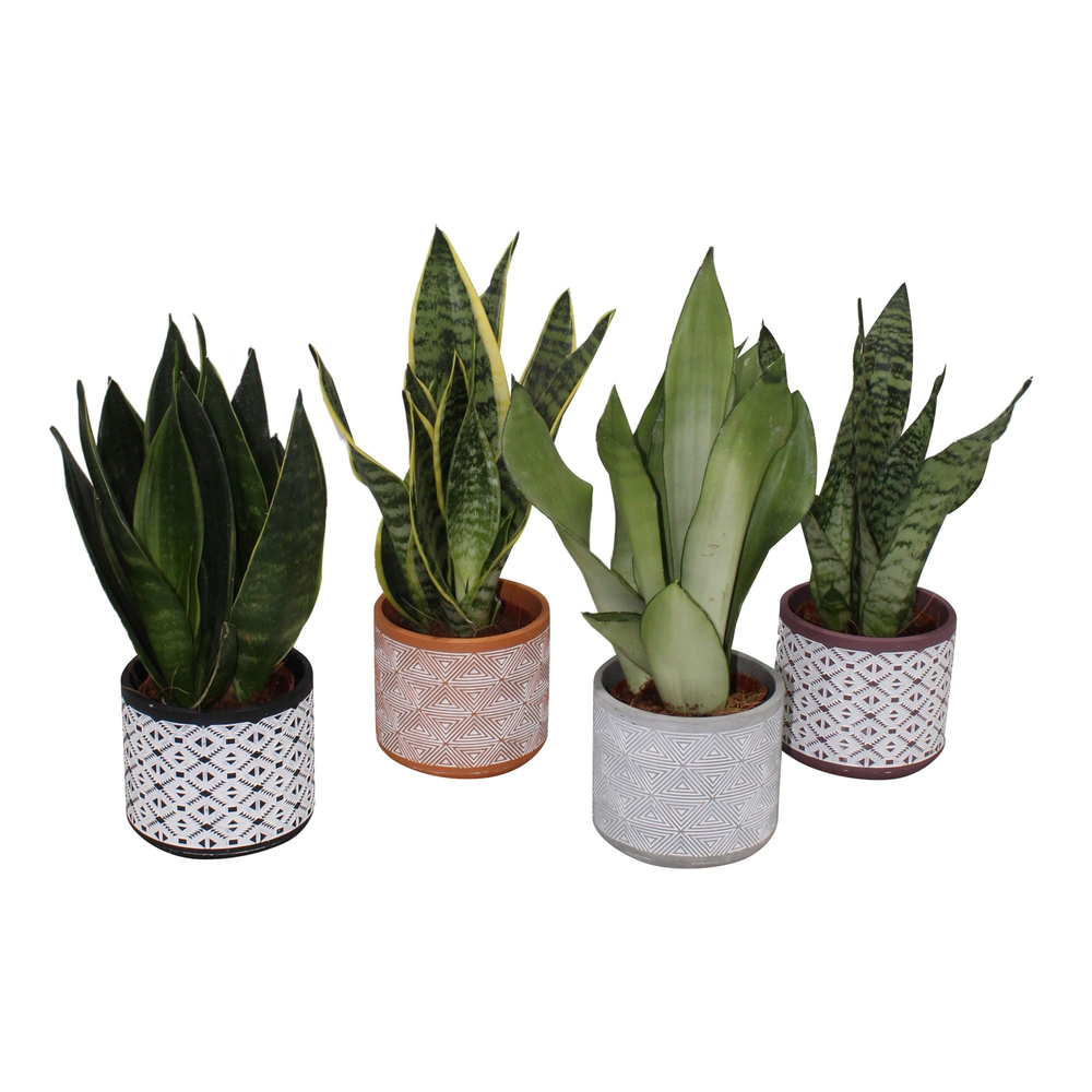 Sansevieria mix in mayapot 4 kleuren.