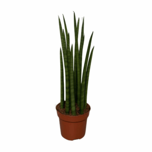Sansevieria Mikado