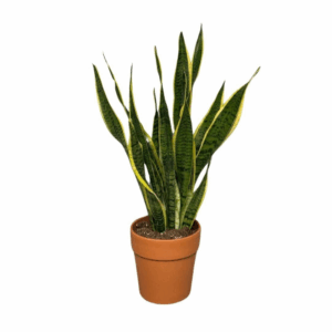 Sansevieira Laurentii in terracotta pot