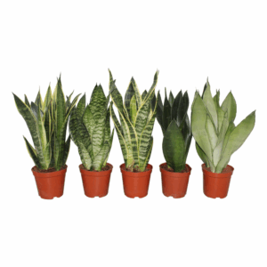 Sansevieira mix 2pp 3-5 soorten
