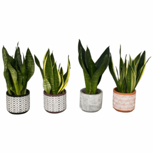 Sansevieria mix 4 soorten in maya pot