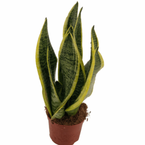 Sansevieria Superba 2pp