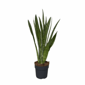 Sansevieria Silver Princess
