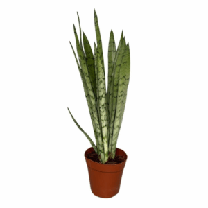 Sansevieria Silver Princes