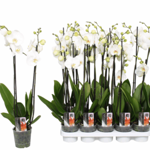 Phalaenopsis Star White, 2-spike 12+