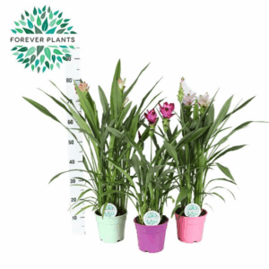 Curcuma Siam Mix p17