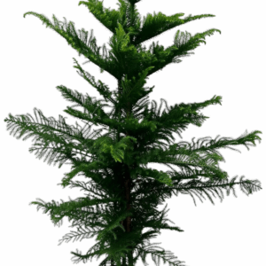 Aruacaria HYDRO