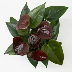 Mimesis Anthurium KARMA Essencia - 12cm