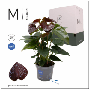 Mimesis Anthurium KARMA Essencia - 12cm