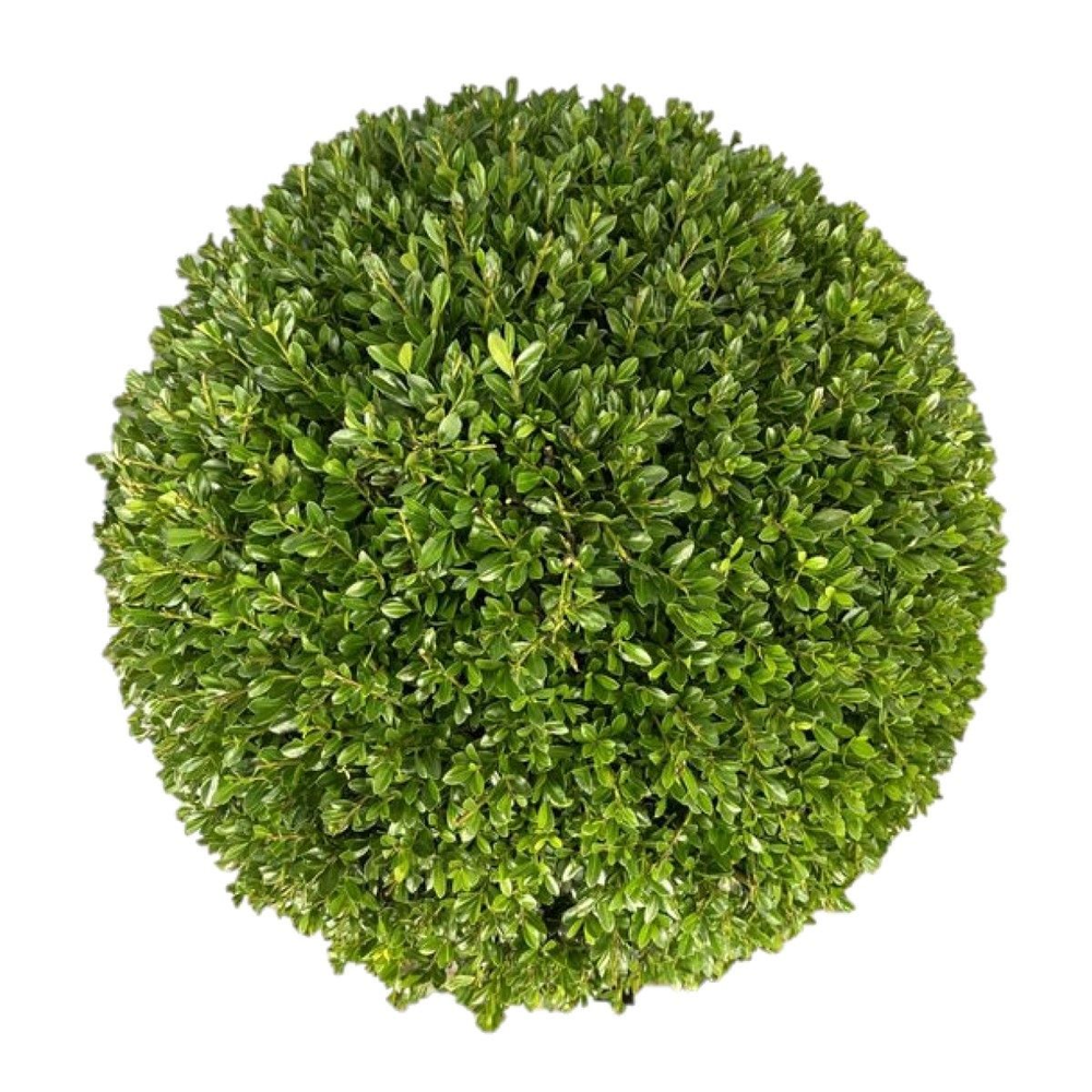 Ilex crenata 'Stokes Bol p30 (th) 45-50 ©.