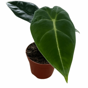 Alocasia Frydek