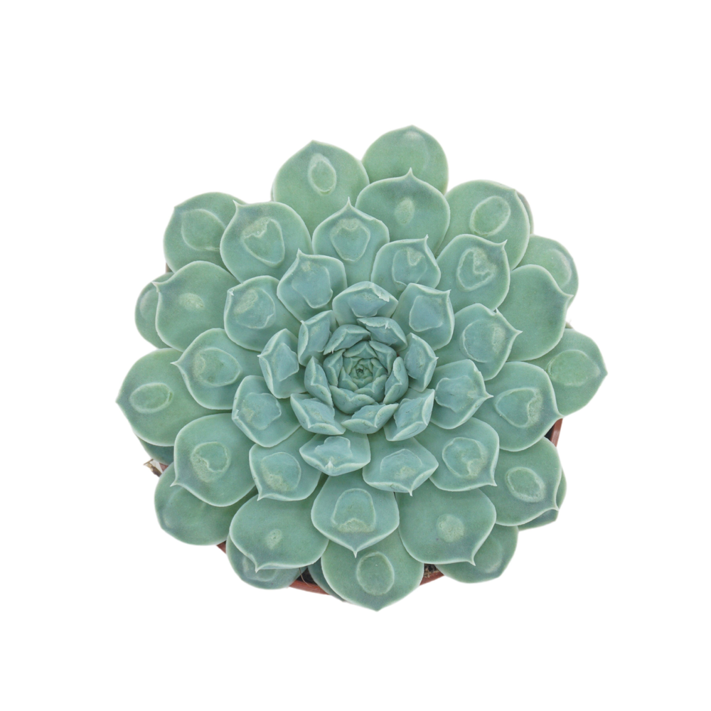 Echeveria heart signal 10,5 cm.