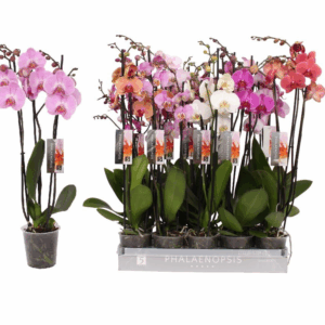 Phalaenopsis 6 color mix, 3-spike 22+