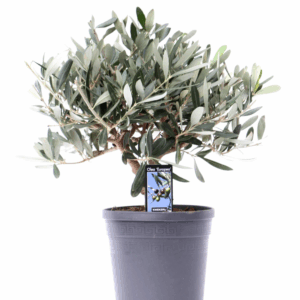 Olea Olijf op stam