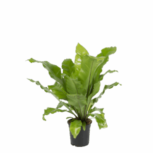 Asplenium nidus .