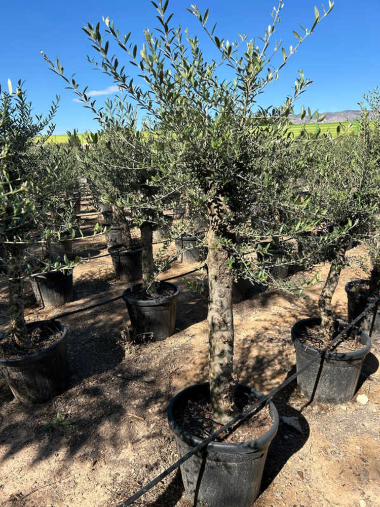Olea Europaea.