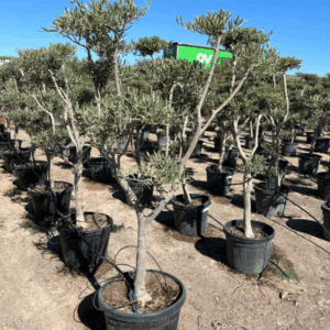 Olea Europaea pon pon.