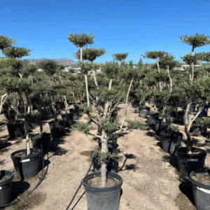 Olea Europaea Pon Pon.