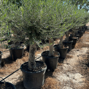 Olea Europaea.