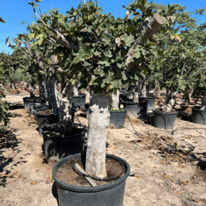 Ficus Carica.