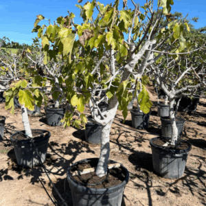 Ficus Carica.
