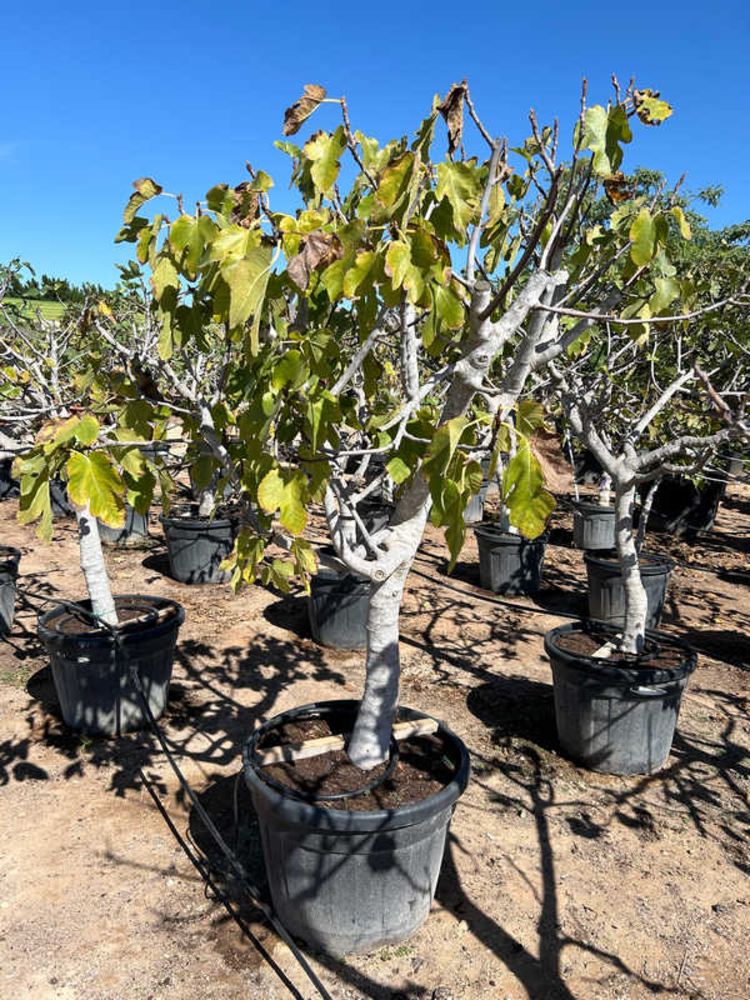 Ficus Carica.