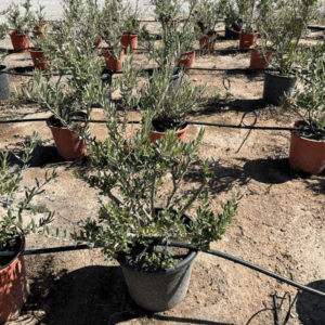 Olea Europaea.