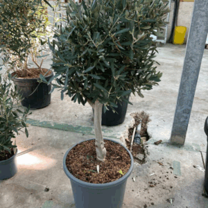Olea Europaea.