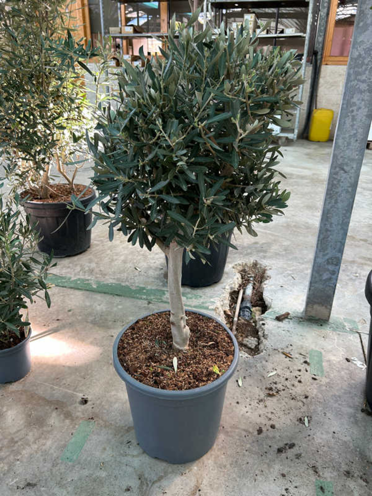 Olea Europaea.