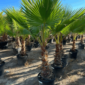 Washingtonia
