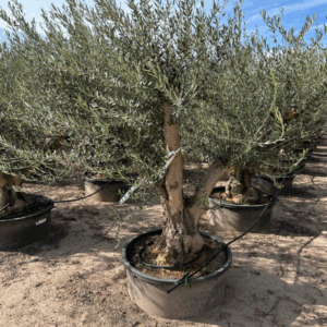 Olea Europaea.