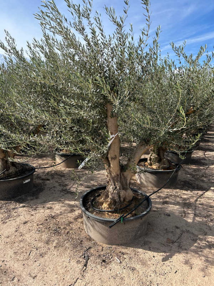 Olea Europaea.