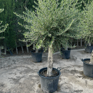 Olea Europaea.