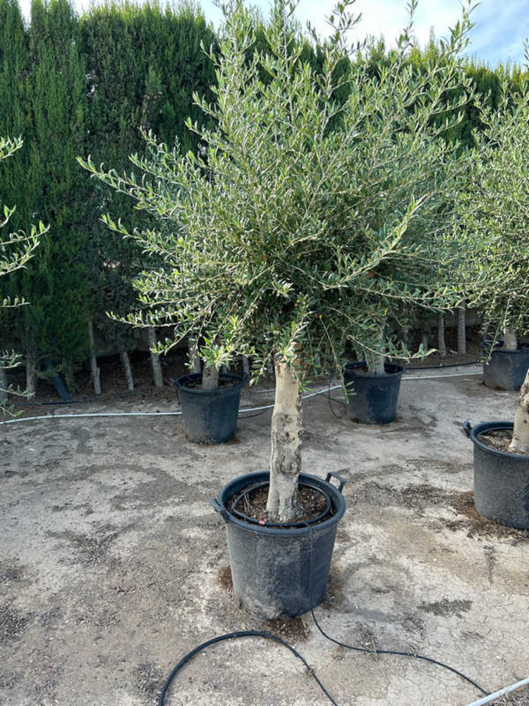 Olea Europaea.