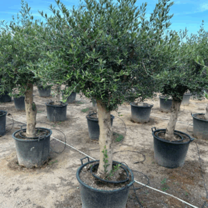 Olea Europaea.