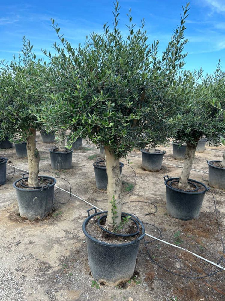 Olea Europaea.