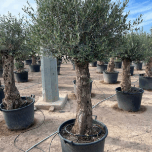 Olea Europaea.