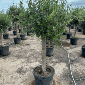 Olea Europaea.